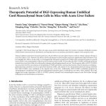 Therapeutic_Potential_of_HGF-Expressing_Human_Umbi Therapeutic Potential of HGF-Expressing Human Umbilical Cord Mesenchymal Stem Cells in Mice with Acute Liver Failure